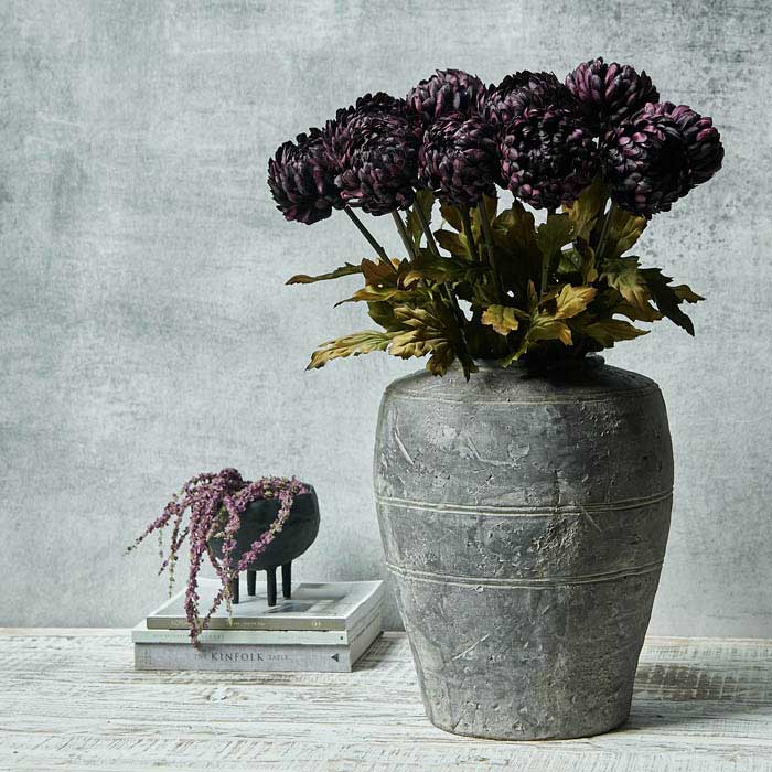 Chrysanthemum Plum
