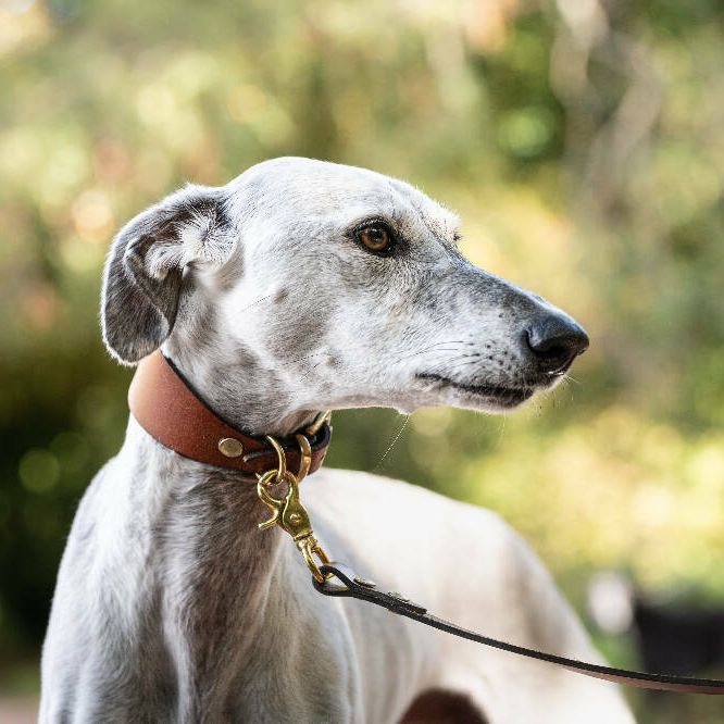Traditional Leather Sighthound Collar