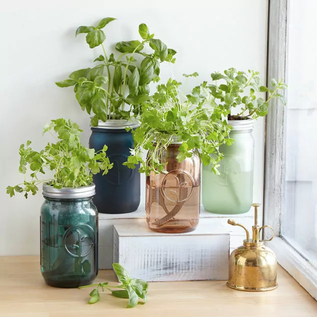 Mason Jar Indoor Herb Garden 
