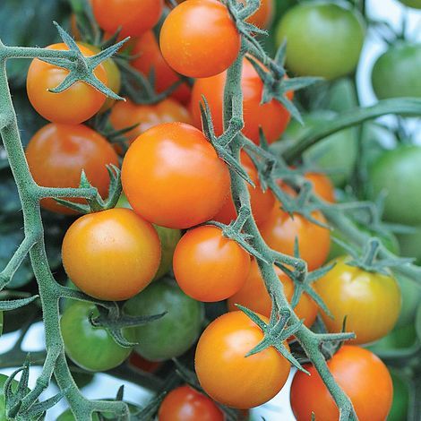 Tomato 'Sungold' F1 HybridSolanum lycopersicum L.