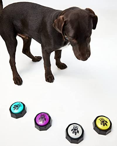 Juguetes interactivos para perros: descubre los más recomendados