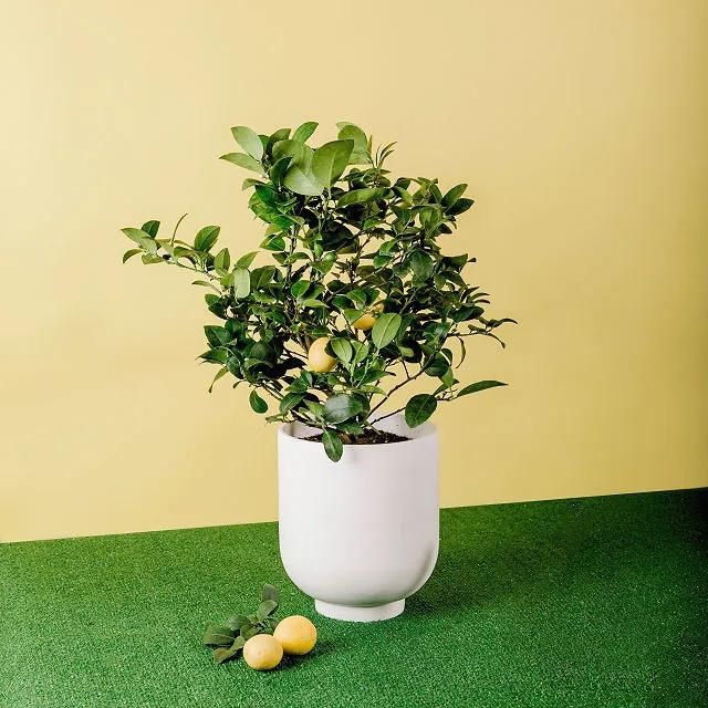 Grow Anywhere Meyer Lemon Tree