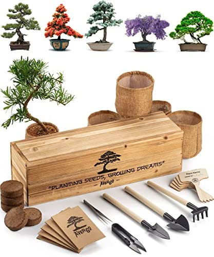 Bonsai Tree Kit 