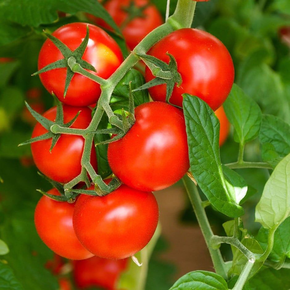 tomato (standard) 'Shirley' F1