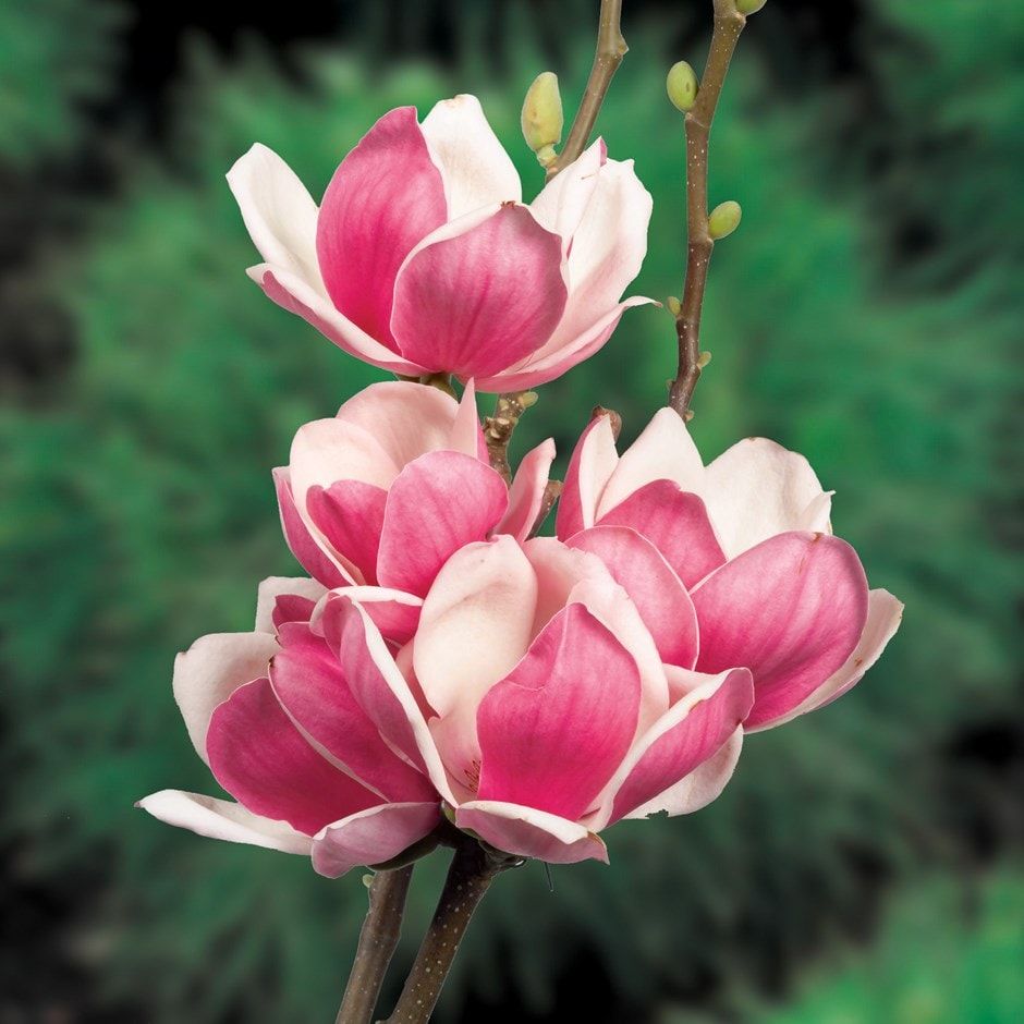 Magnolia × soulangeana 'Satisfaction'