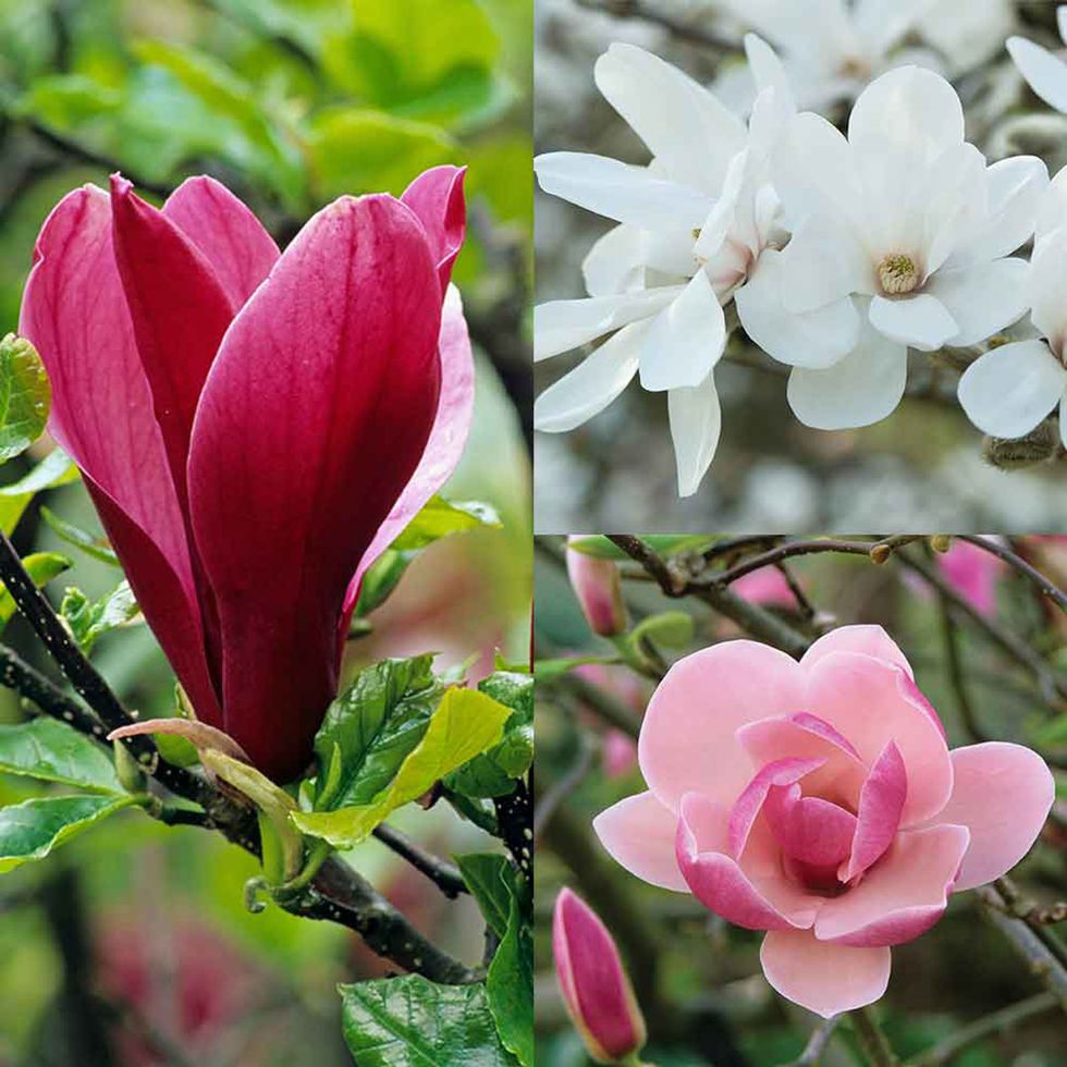 Magnolia Unusual Collection