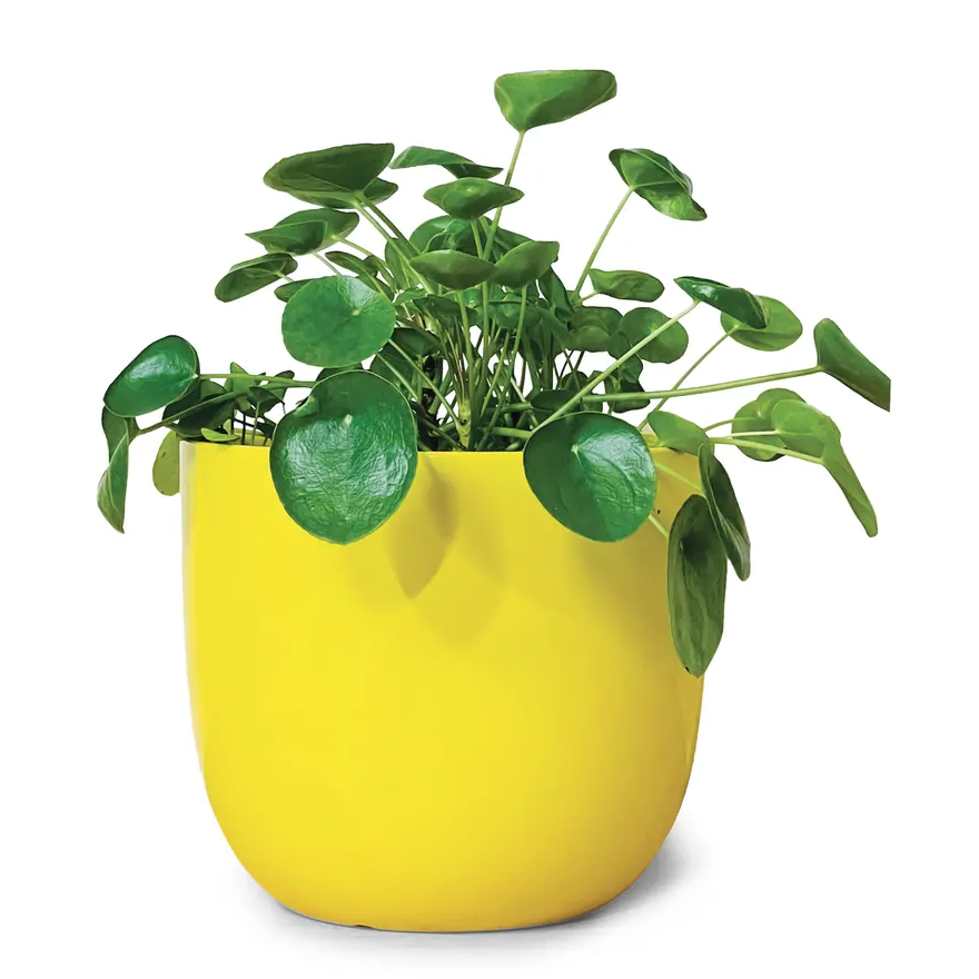 Glossy Ceramic Plant Pot