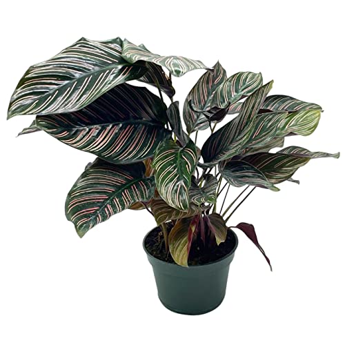 Calathea Ornata