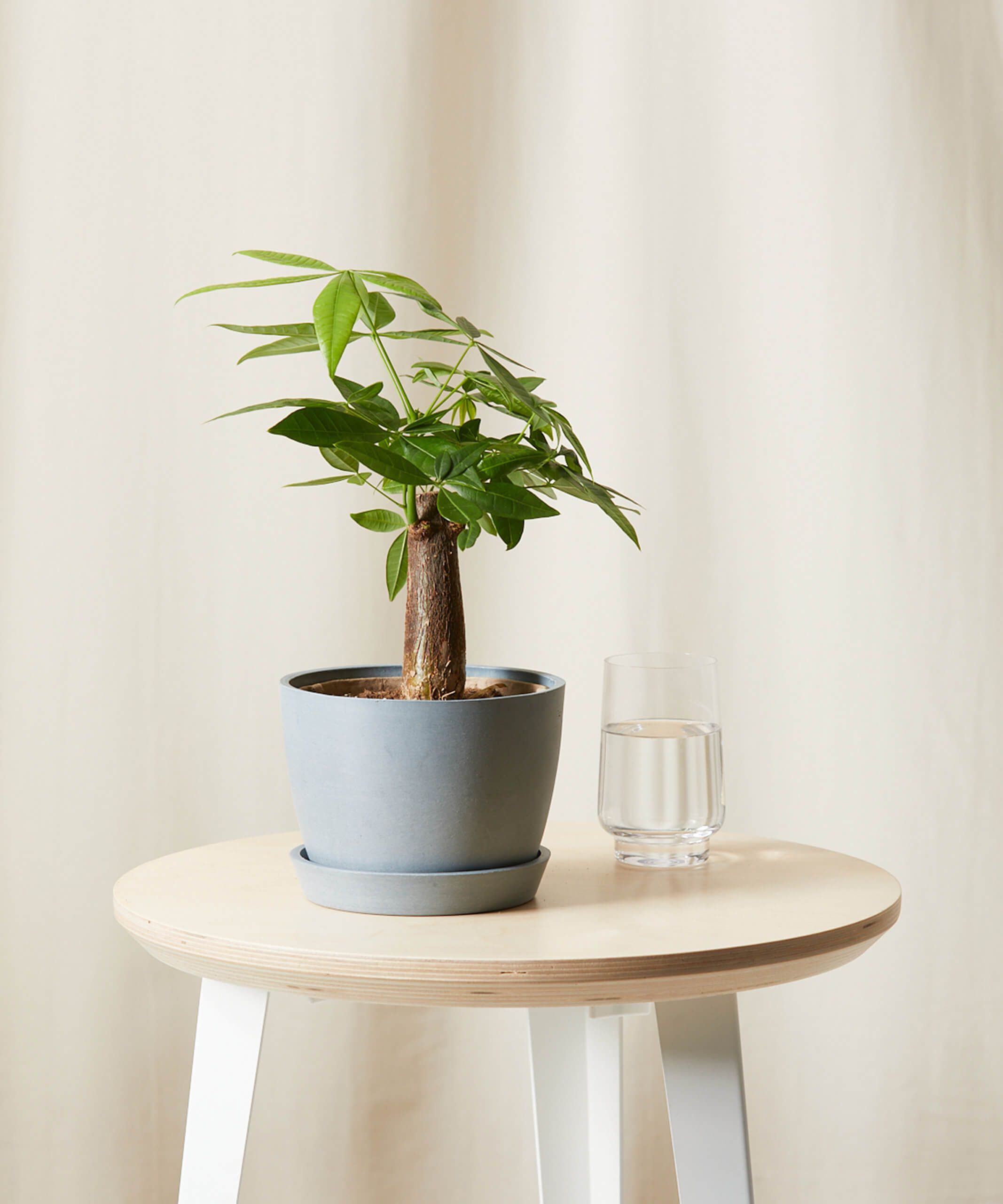 Bloomscape Sale March 2023: Buy Healthy Plants for Sale Online Bloomscape Sale March 2023: Buy Healthy Plants for Sale Online