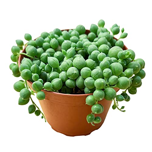 String of Pearls