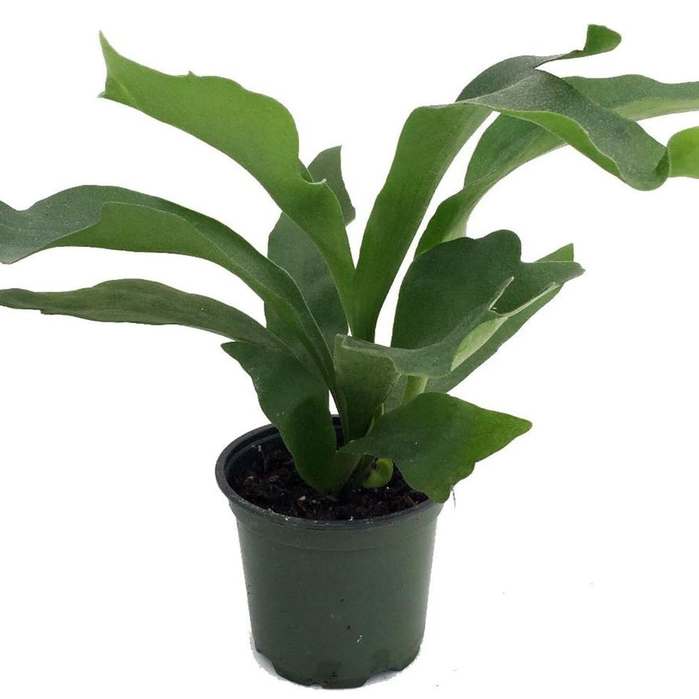 Staghorn Fern