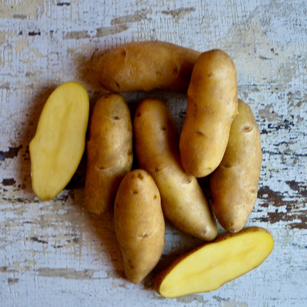 Austrian Crescent Fingerling 