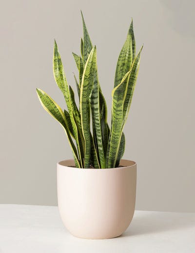 Snake Plant