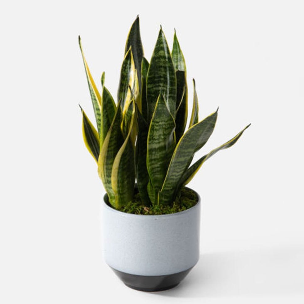 Where to Buy Plants Online - 7 Best Websites for Buying Plants