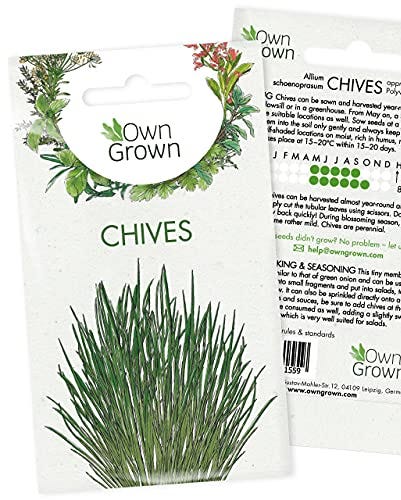 Chive Seeds (Allium schoenoprasum)