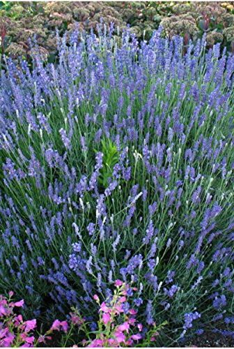 Blue Hidcote Lavender