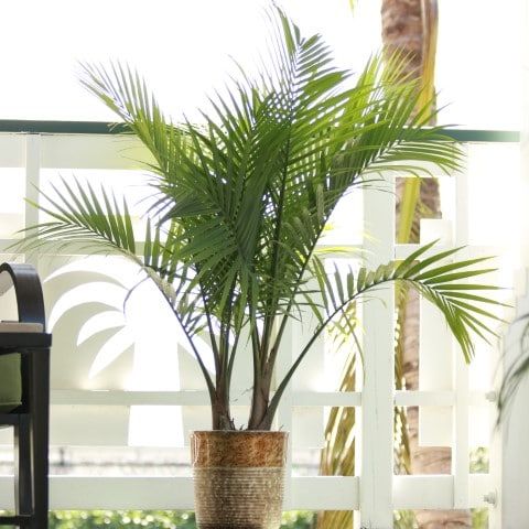 1.94-Gallon Majesty Palm in Pot 