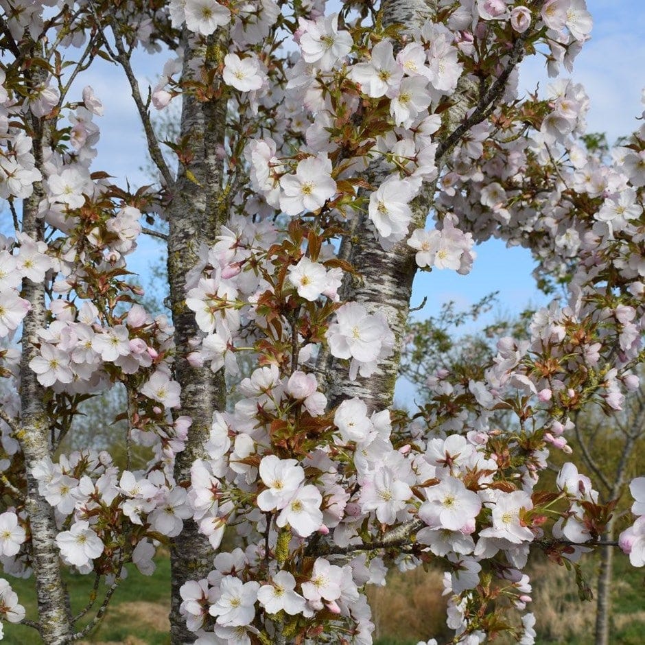 18 of the best cherry blossom trees - Gardens Illustrated