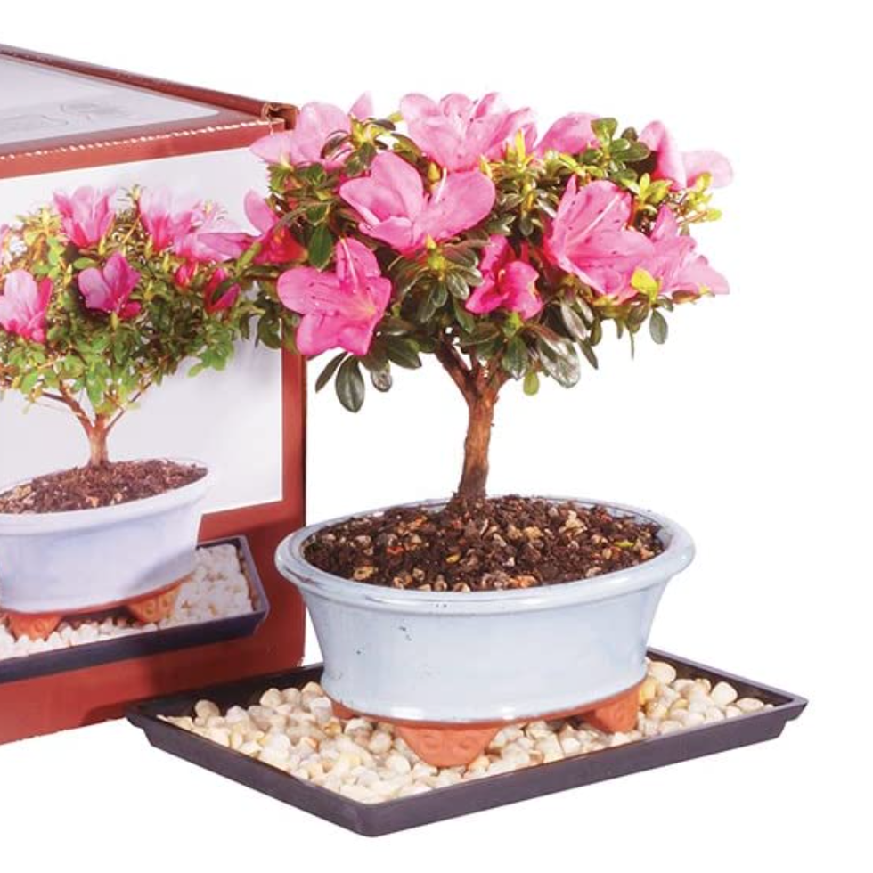 Indoor Bonsai Tree Kit 