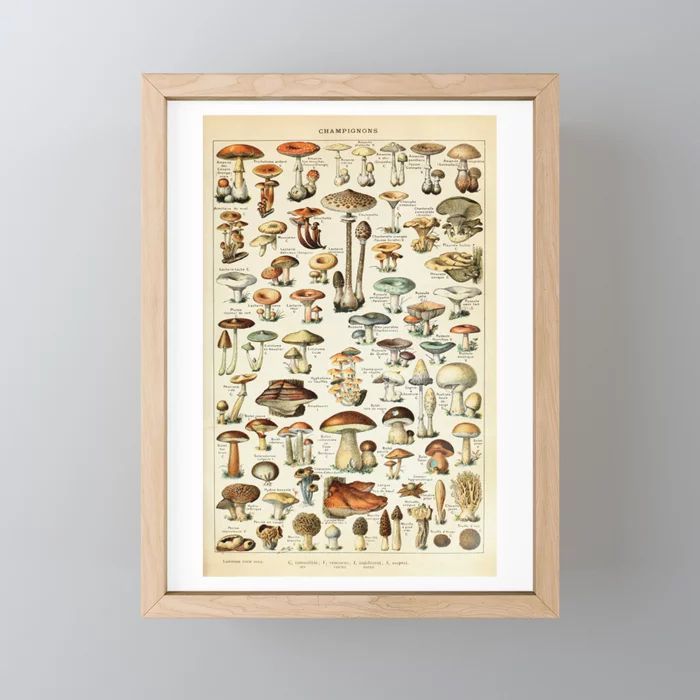 Vintage Mushroom & Fungi Chart by Adolphe Millot 