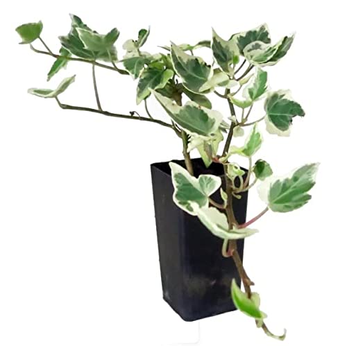  Hiedra Variegata 