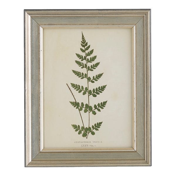 Vintage Fern Wall Art
