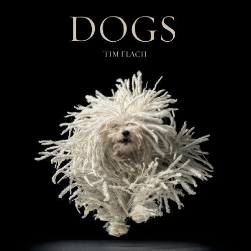 Tim Flach <i>Dogs<i>