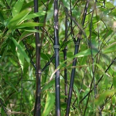 Phyllostachys nigra black bamboo