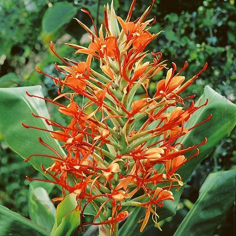 Ginger Lily