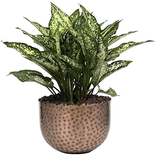 Metal Indoor Plant Pot 