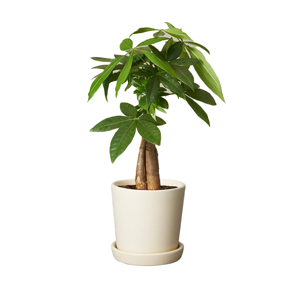 Money Tree Plant