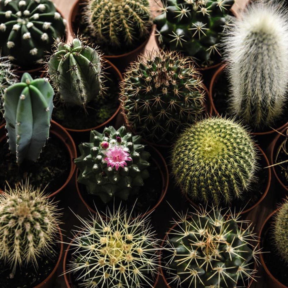 round cactus plants