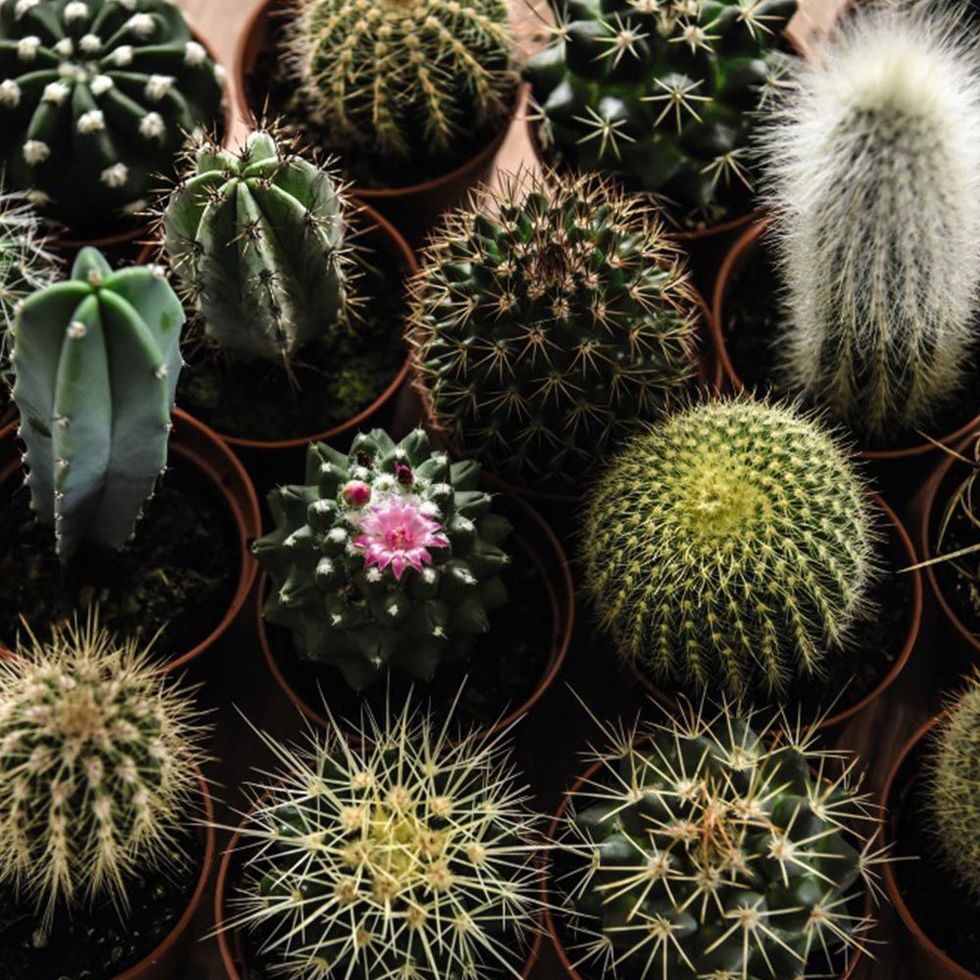 This mysterious cactus only blooms once a year and people flock to