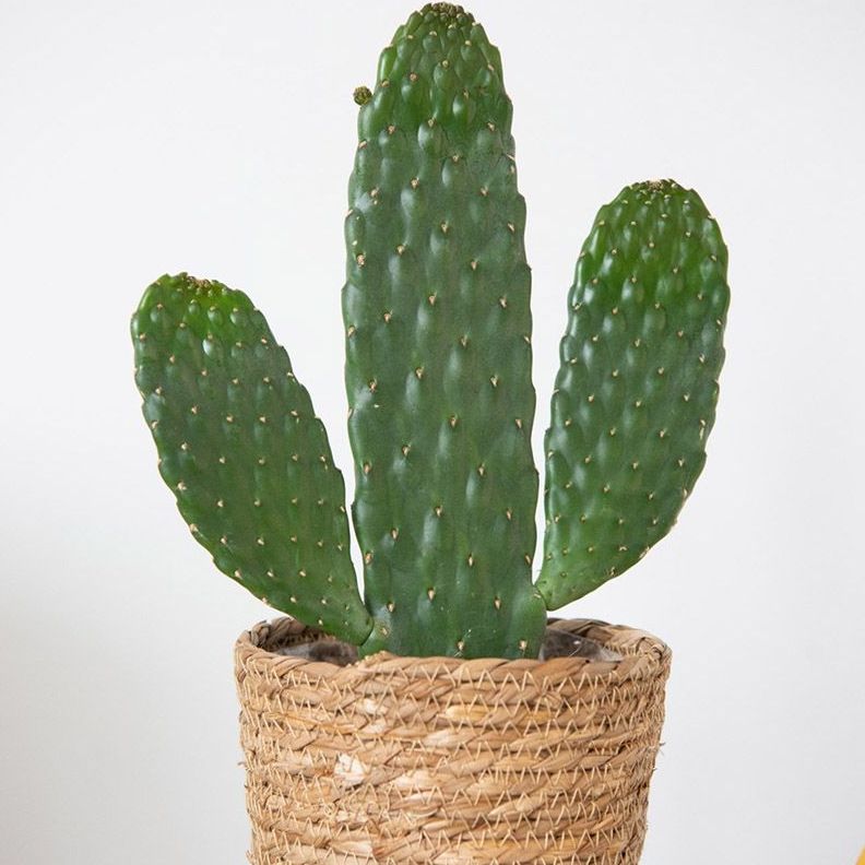 Cactus - 13 Things To Know About The Cactus Plant (Cacti)