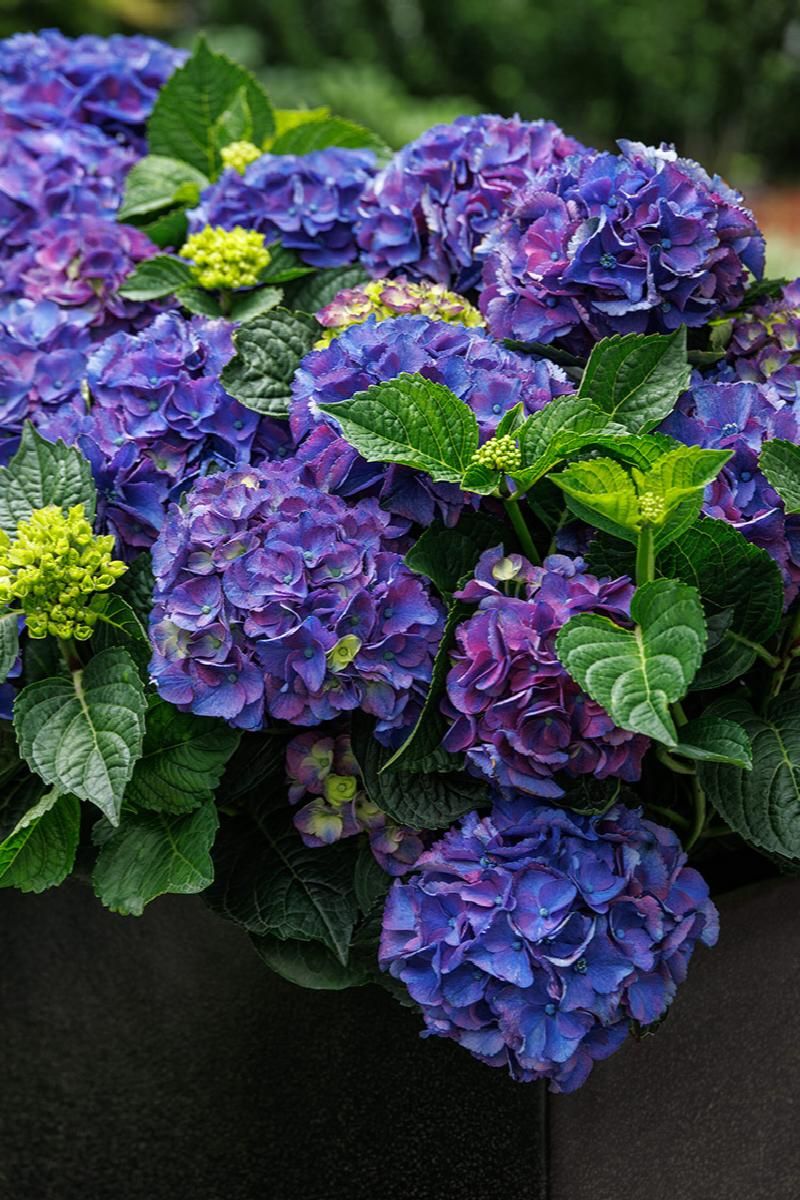 Mini hydrangea 2024