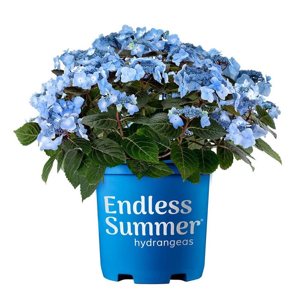 2 Gal. Pop Star Hydrangea Shrub with Blue or Pink Lacecap Flowers
