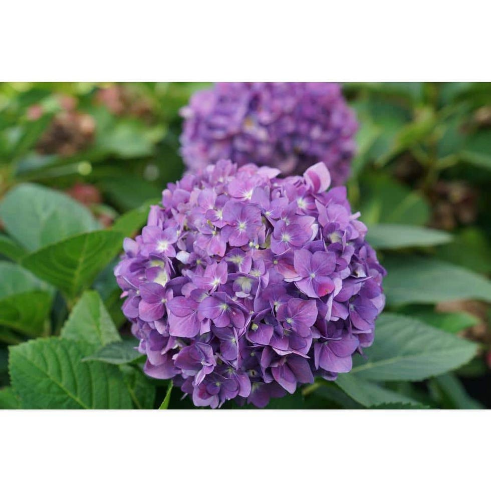 1 Gal. Let's Dance Arriba Hydrangea