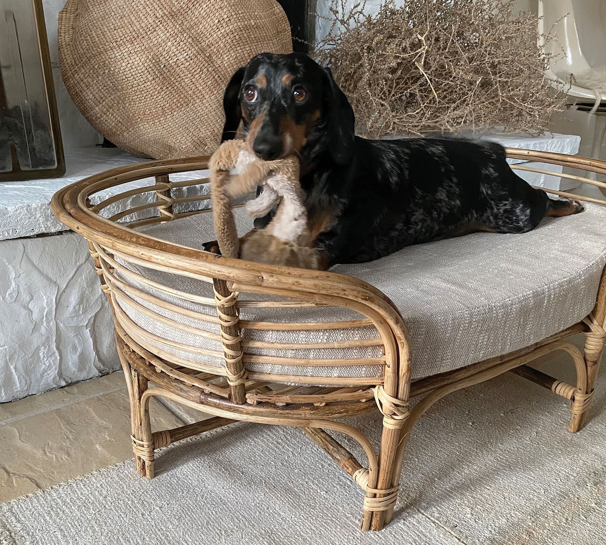 Pottery barn store dog bed