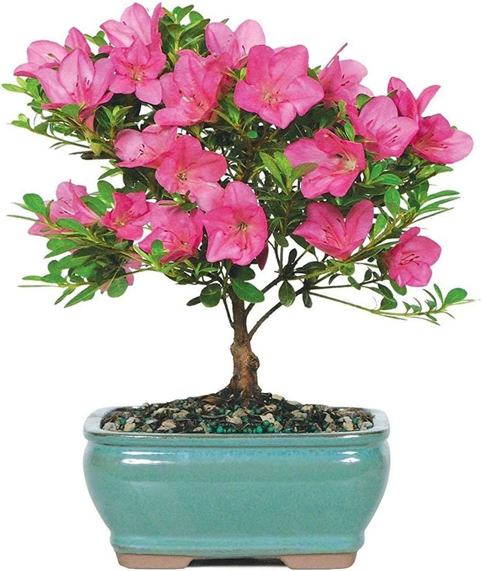 Azalea Outdoor Bonsai Tree