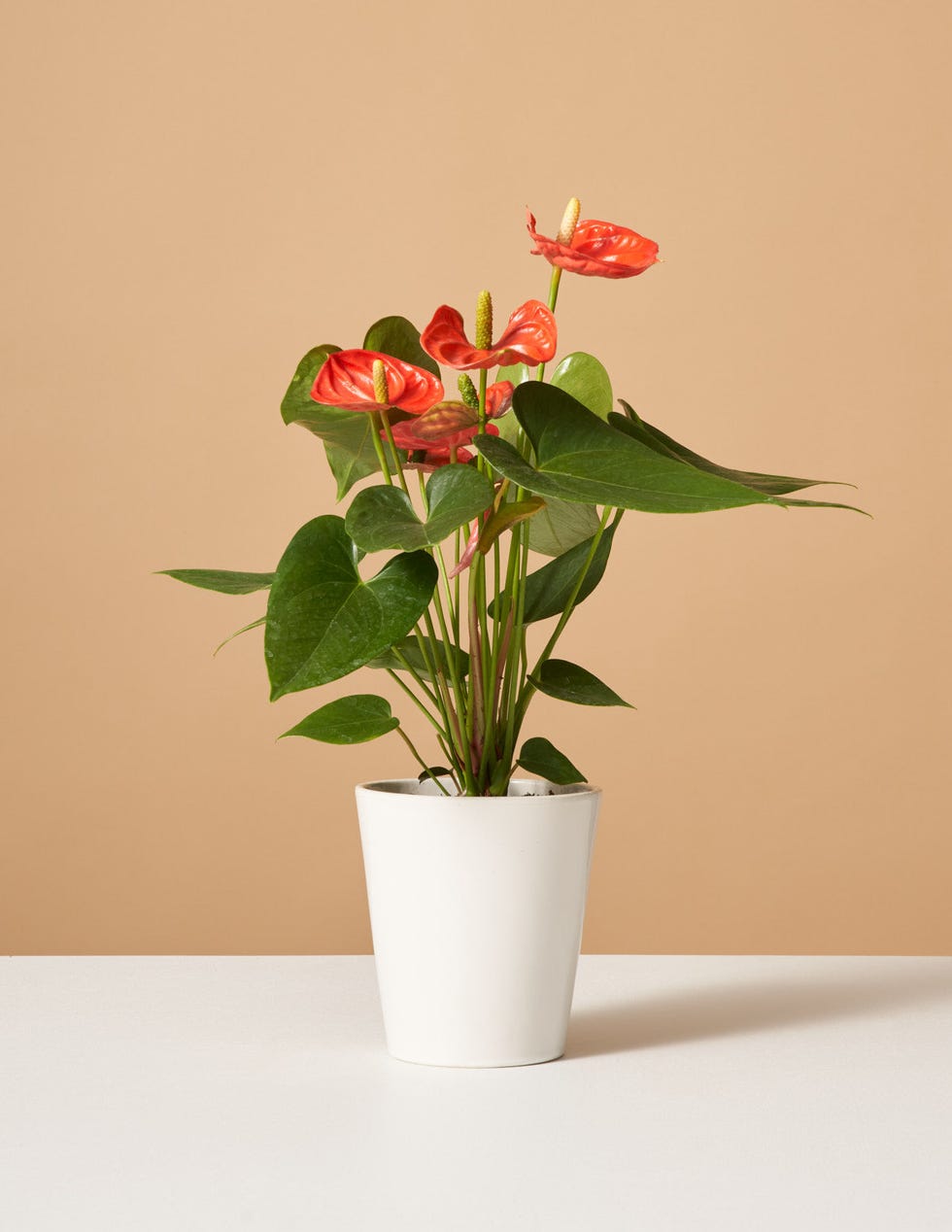 Anthurium karang