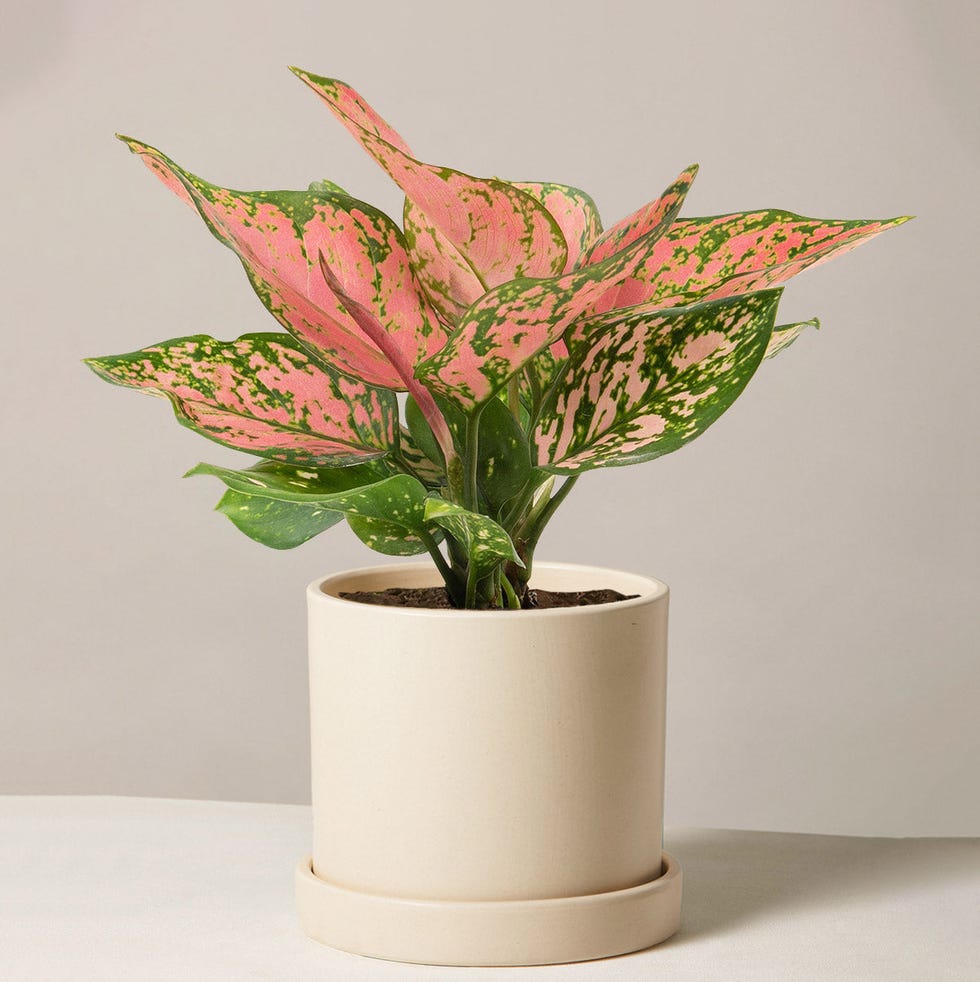 Aglaonema's wish