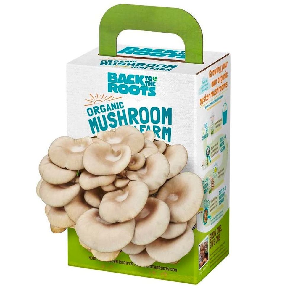 Organic Mini Mushroom Grow Kit