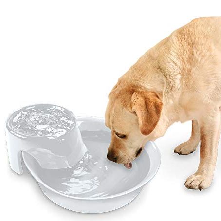 do dogs like water fountains