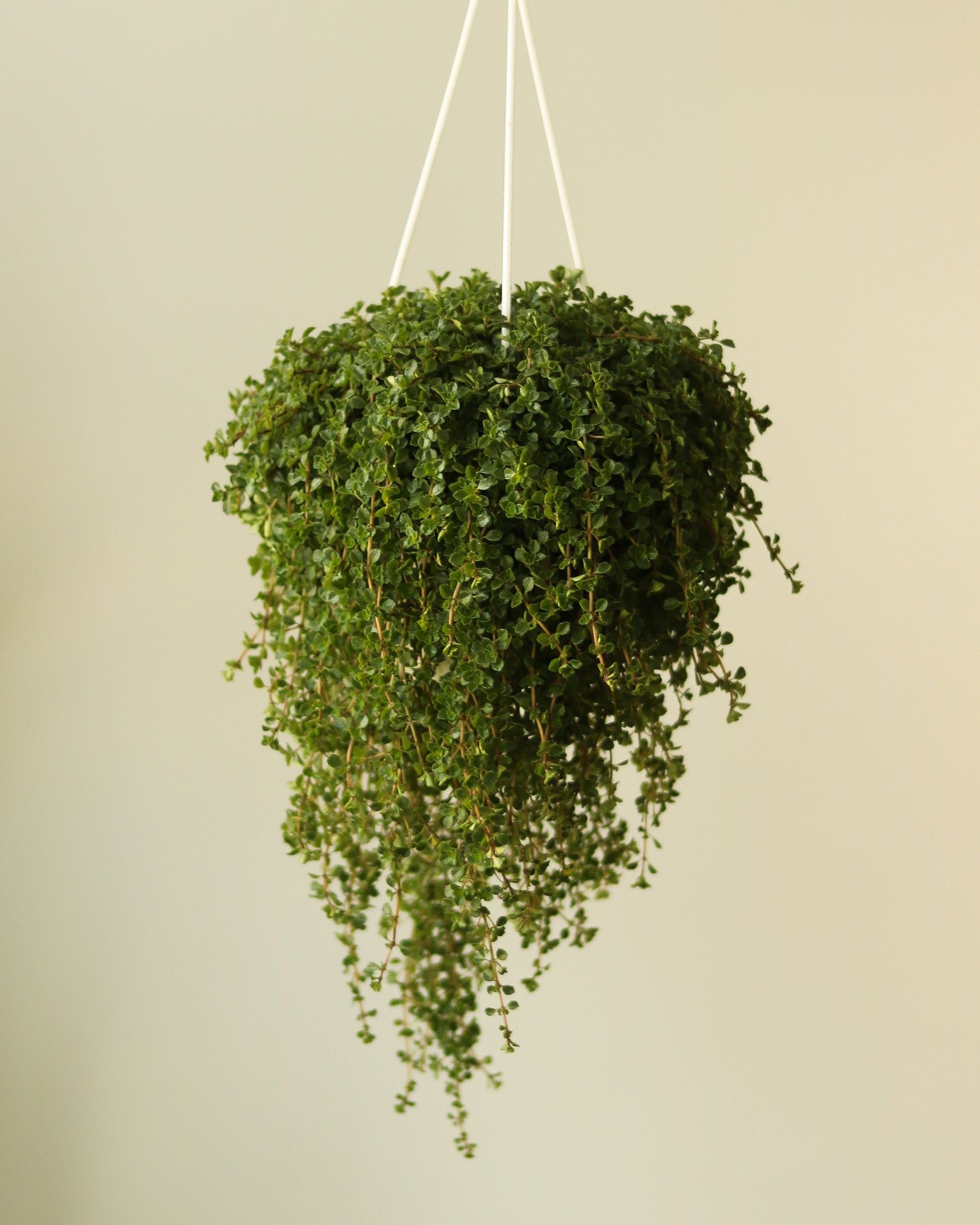 types of hanging plants