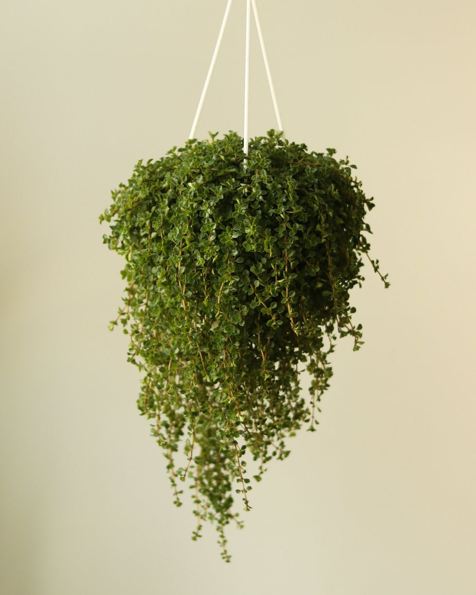 The Best Hanging Plants in 2024 + How and Where to Hang Them