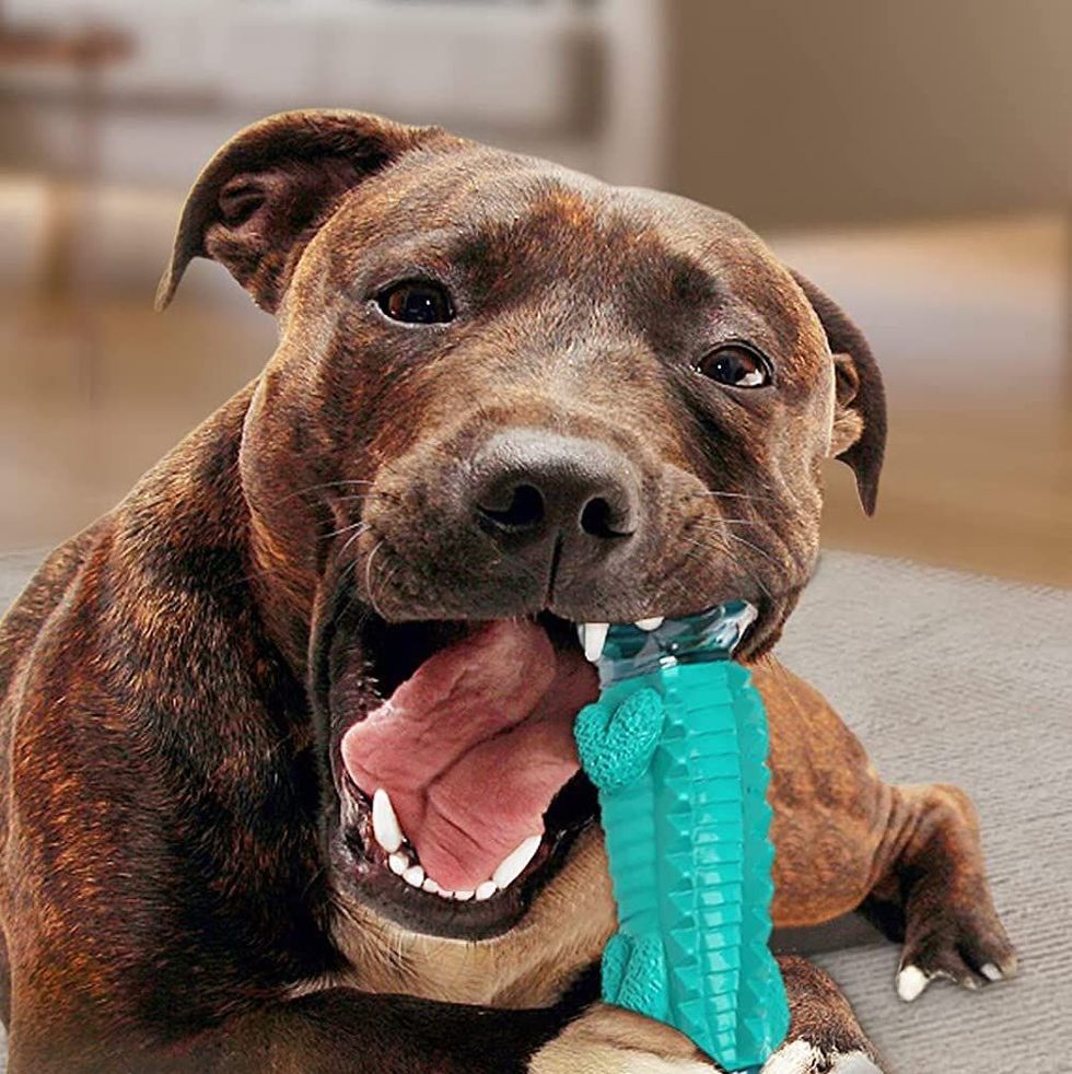 27 Best Puppy Toys Your Little Pooch Will Love 2022