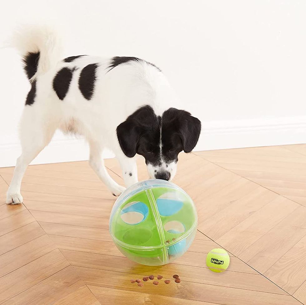 Best Dog Toys on  from a Pet Expert 2023