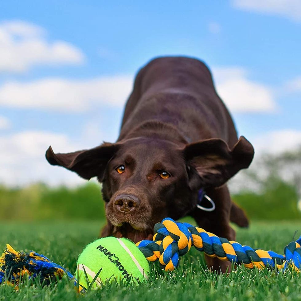 Flossy Chews Rope