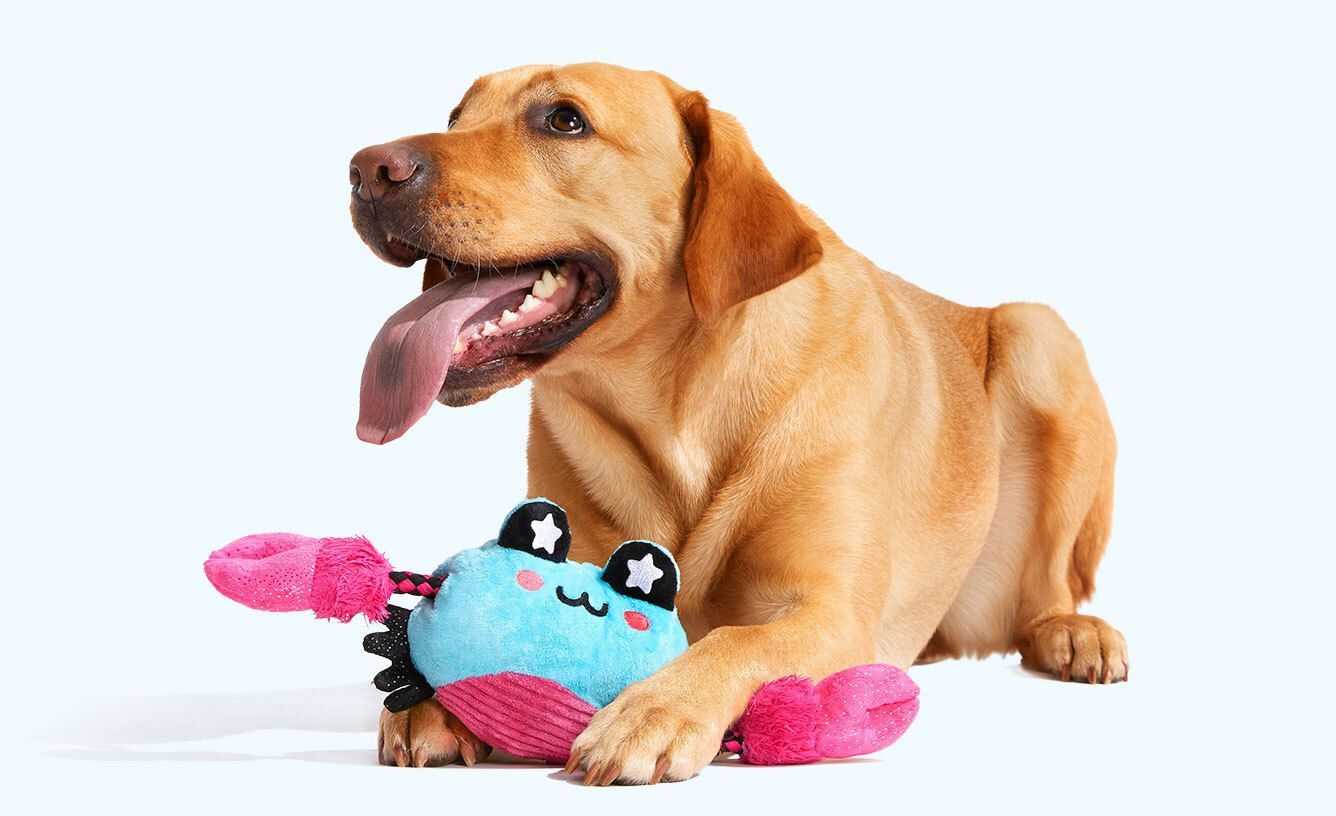 Best plush dog shop toys for aggressive chewers