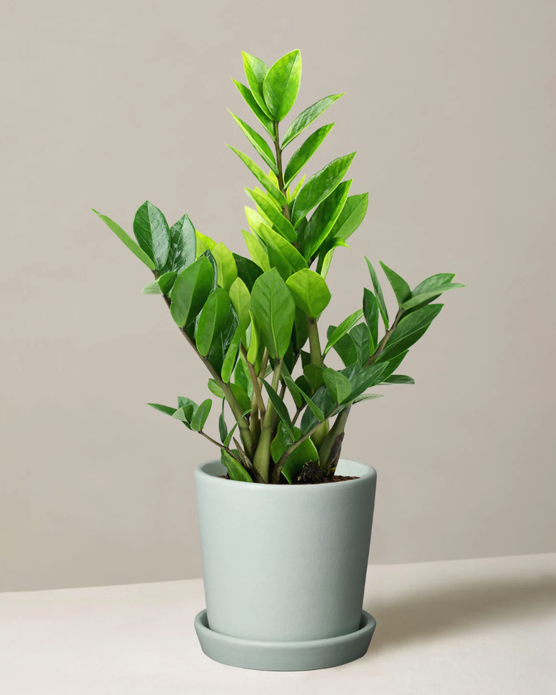 ZZ Plant ZZ Plant